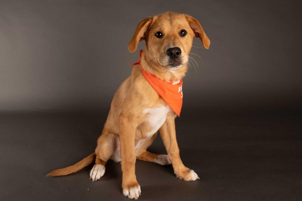 Puppy Bowl Hope.jpeg